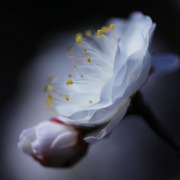profilephoto
