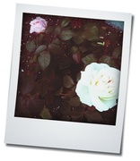 profilephoto