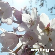 SMILEY'S(���ޤ��꡼��)�Ϥ�����